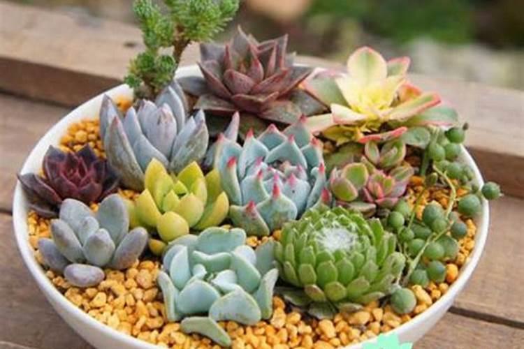 多肉可以用磷酸二氢钾吗