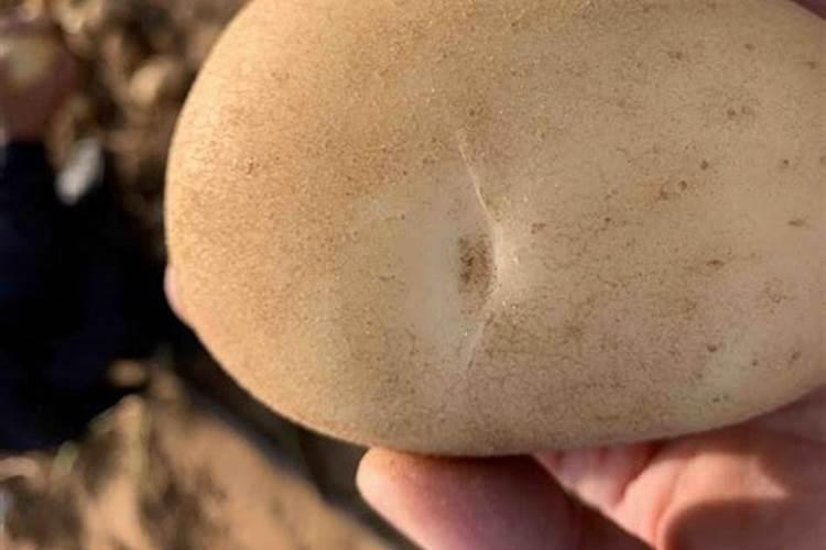 植物油助剂是先加助剂还是先加农药