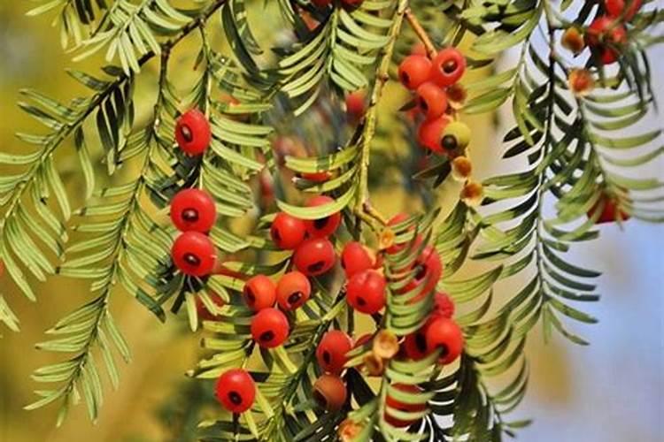 红豆杉怎么施肥