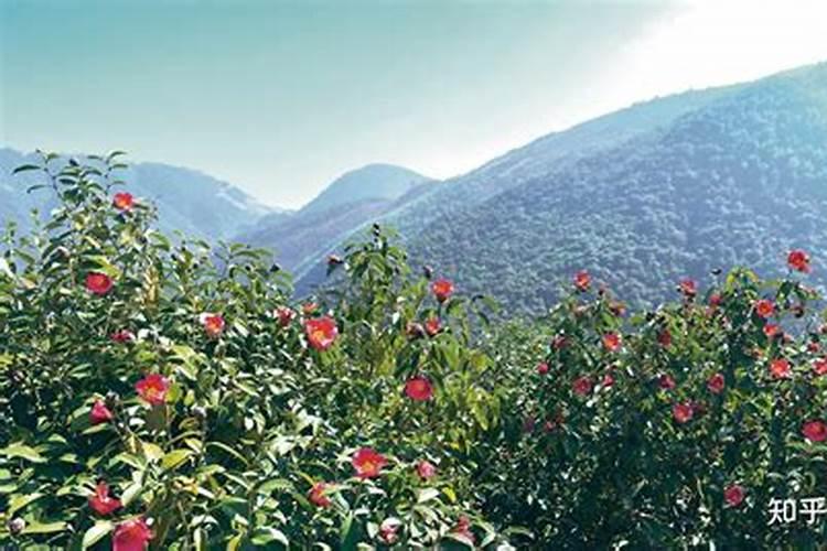 夏季如何养好四季杜娟红山茶 夏季怎么养好四季杜娟红山茶