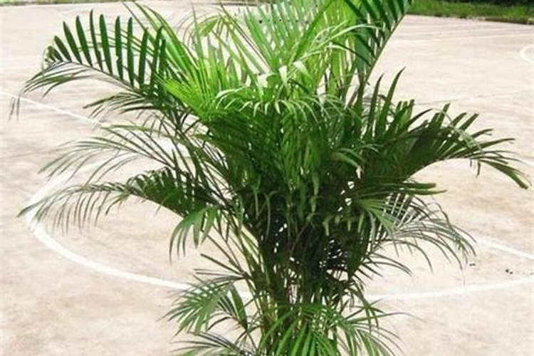 凤尾竹用什么肥料最好