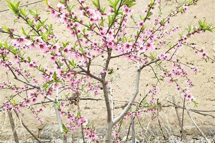 桃树保花保果冲施什么肥料好？桃树膨果期用什么化肥好？