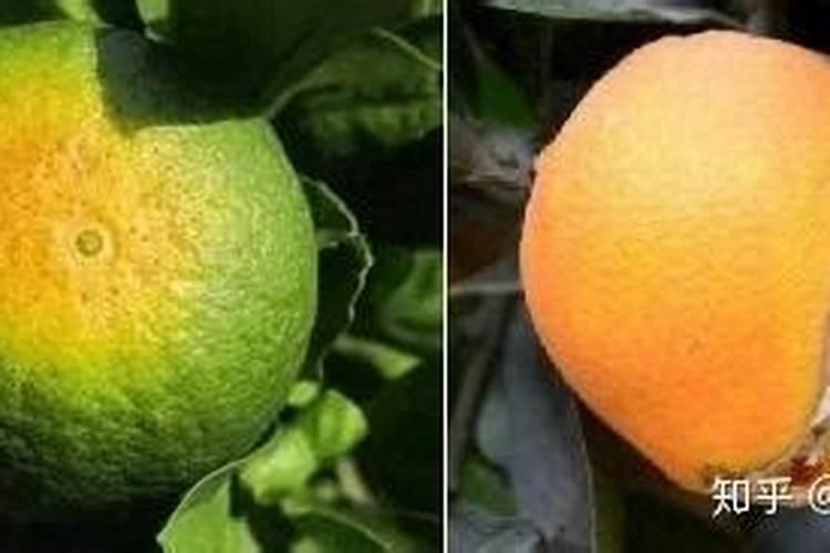 杜鹃花嫁接成活后该不该施肥？