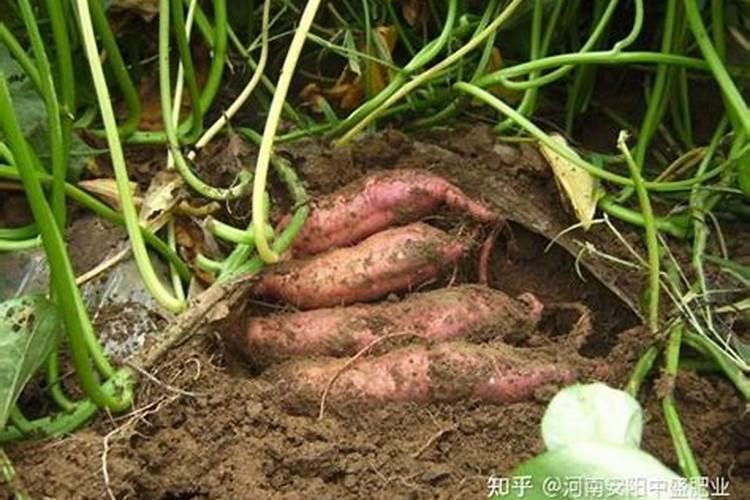 种红薯用什么肥料合适