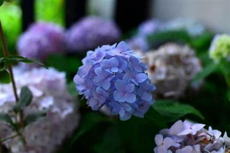 绣球花什么季节开花