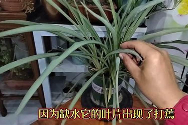 怎样栽种碗莲？