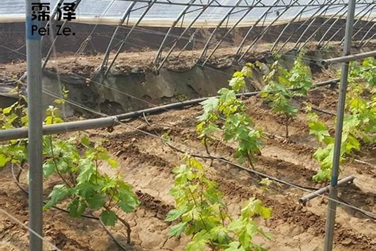 滴灌施用水溶肥时怎样才能起到最好的效果