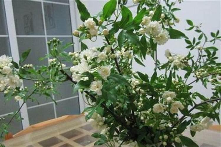 木炭灰可以做肥料吗