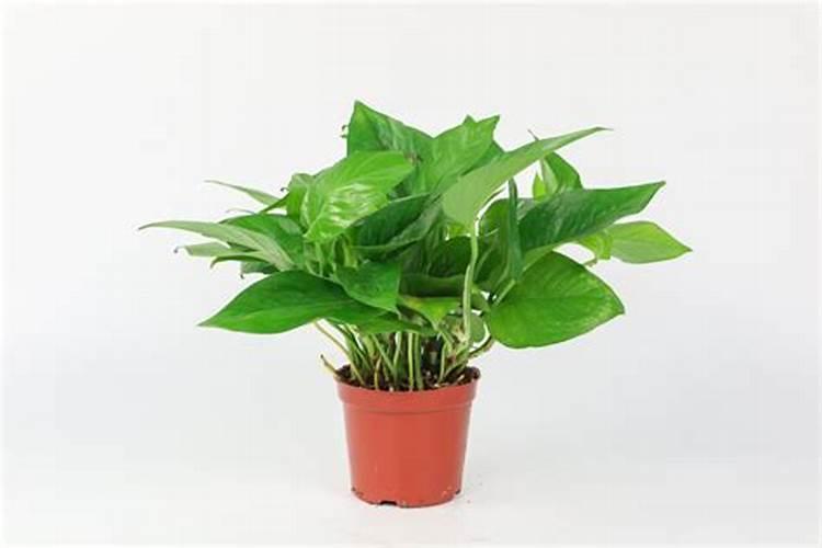 绿萝最好的肥料