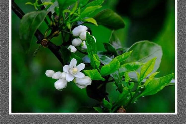 一级铁观音最新价格多少钱一斤？