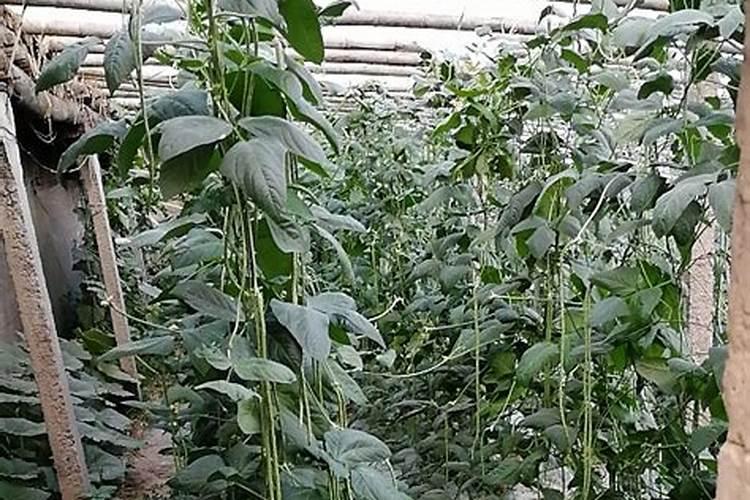 茶叶苗多久浇水一次 茶叶苗如何浇水