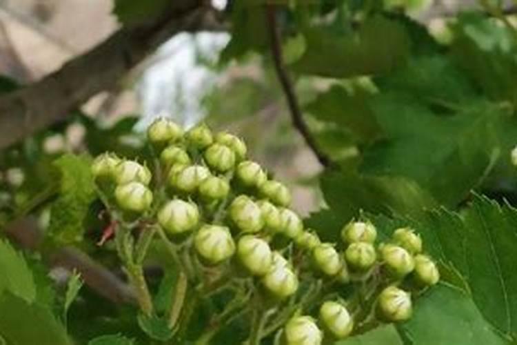 花树什么时候施肥最好