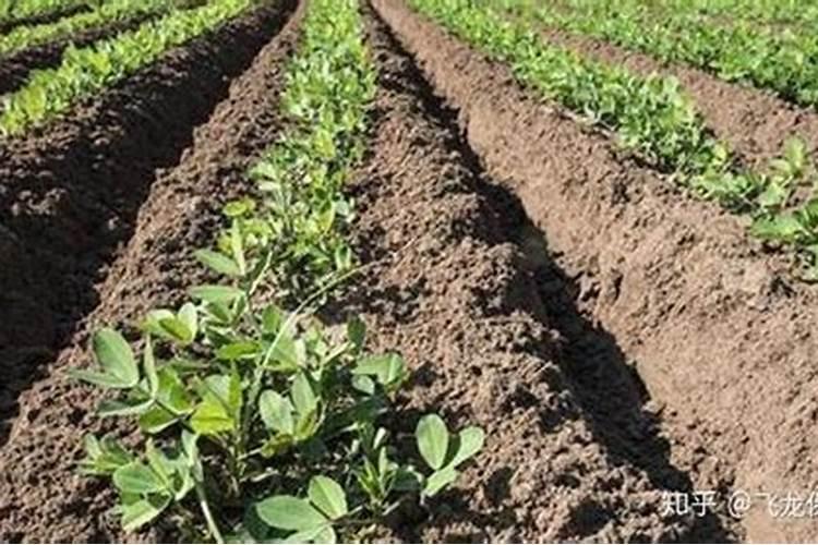 花生叶面肥用什么高产 什么时候施肥好