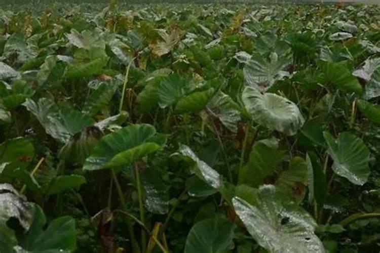 豇豆苗多久浇一次水最好