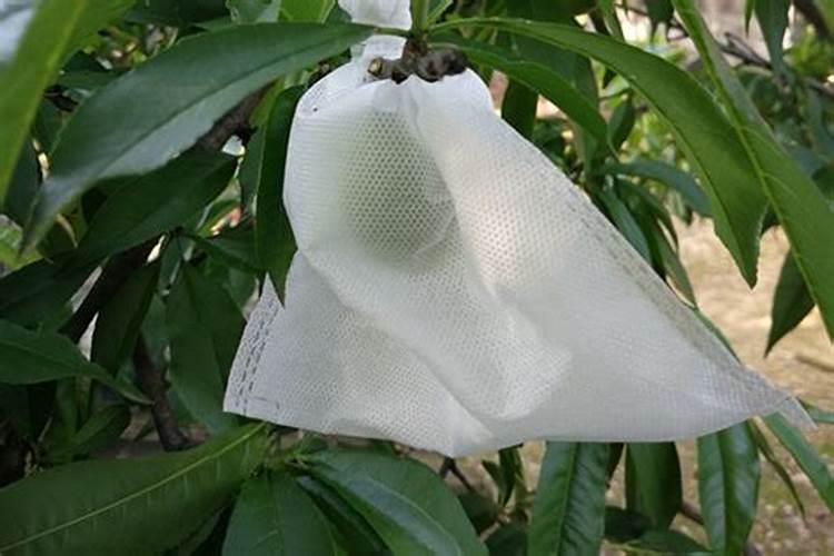 如果用尿素做叶肥的话,兑水的比例大概是多少？