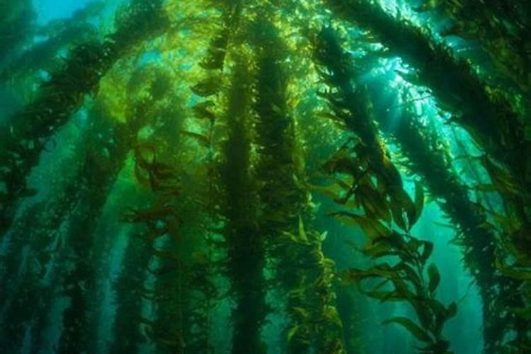 怎样进行蒜黄生产？