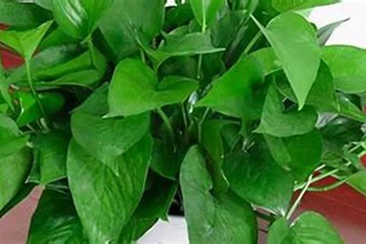 水培绿萝用什么肥料长得快 水培绿萝用什么肥料才能长得快