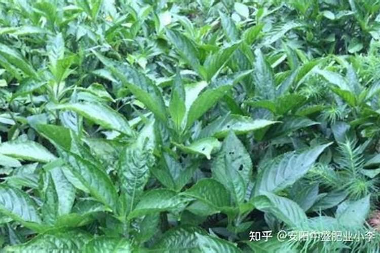 板蓝根种植技术及成本