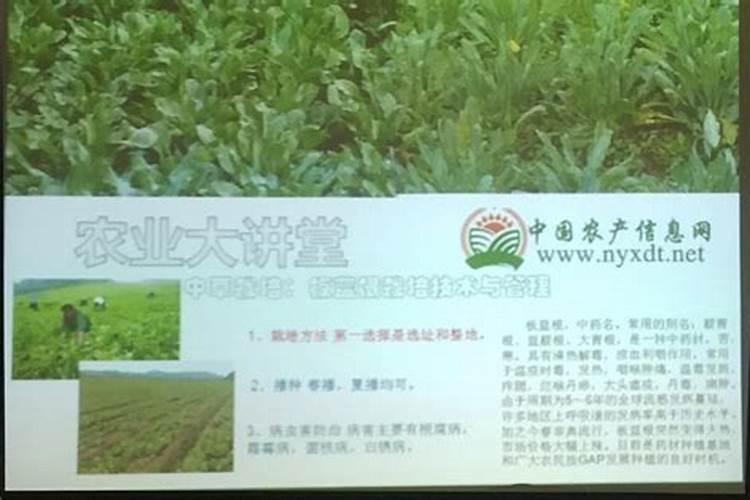 板蓝根的种植栽培技术