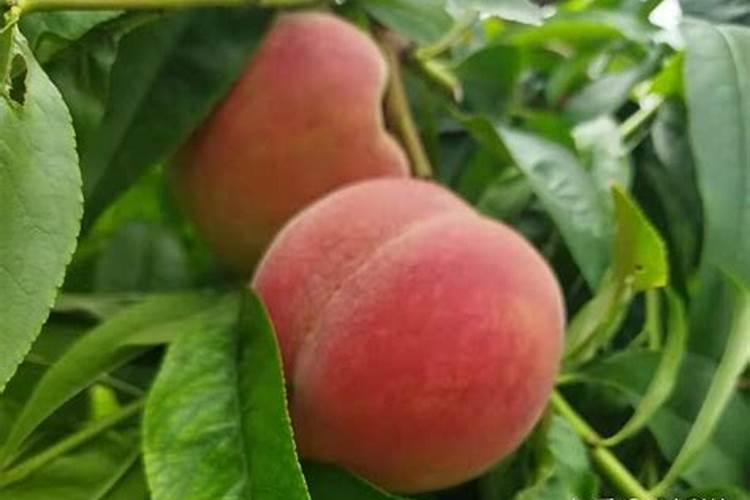 桃子在菜摘前啥时下冲施肥