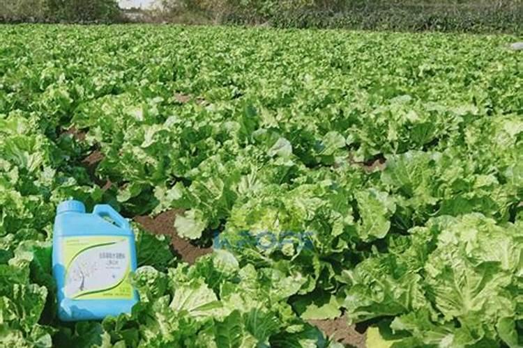 保护小树的小技巧 要加强对小树的看管