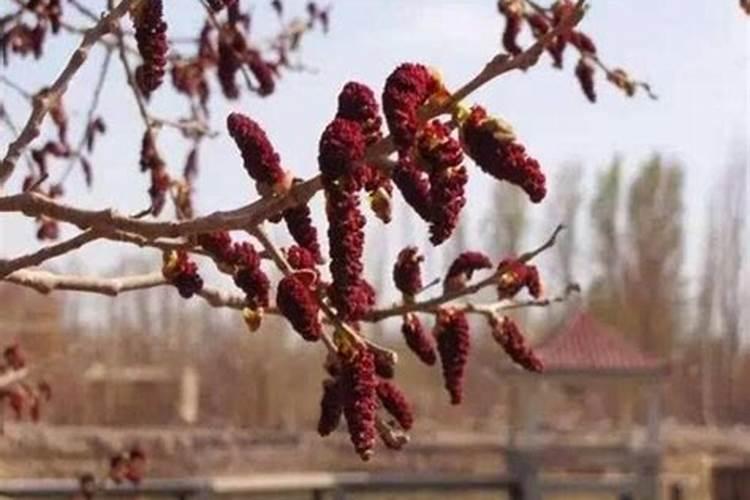 水稻肥多少钱一吨