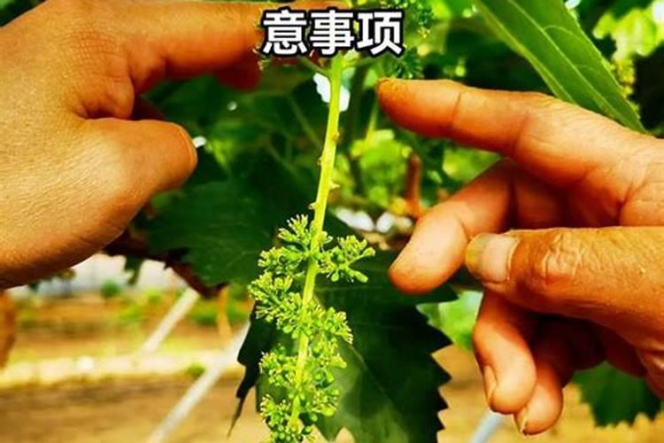 有哪些花需要磷肥