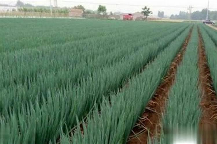 大葱重茬种植技术 快来看看吧