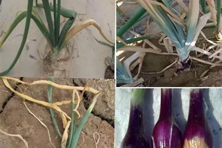 大葱重茬种植技术