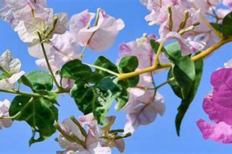 三角梅花谢后如何施肥枝叶爆满盆