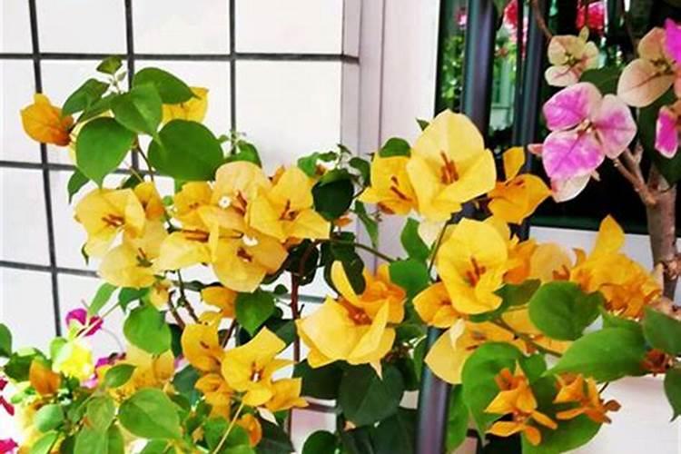 三角梅需要什么肥料最好