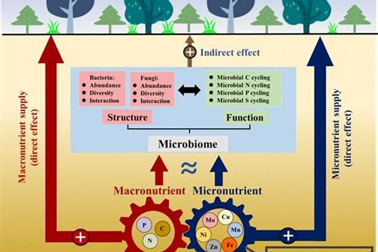土壤中的微量元素是什么