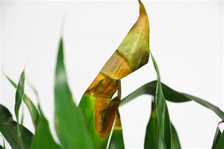 水稻生产,怎样提高氮肥利用率？