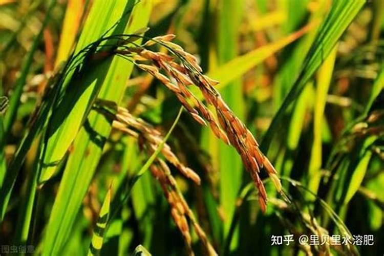 液体氮肥的使用方法 液体氮肥几天见效