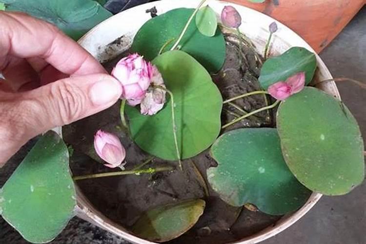 碗莲上盆时间与养护方法