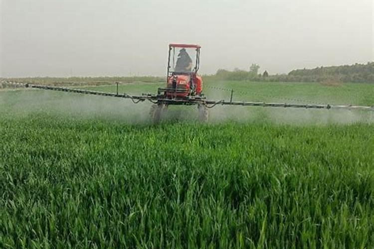 小麦灌浆期喷什么叶面肥和农药好