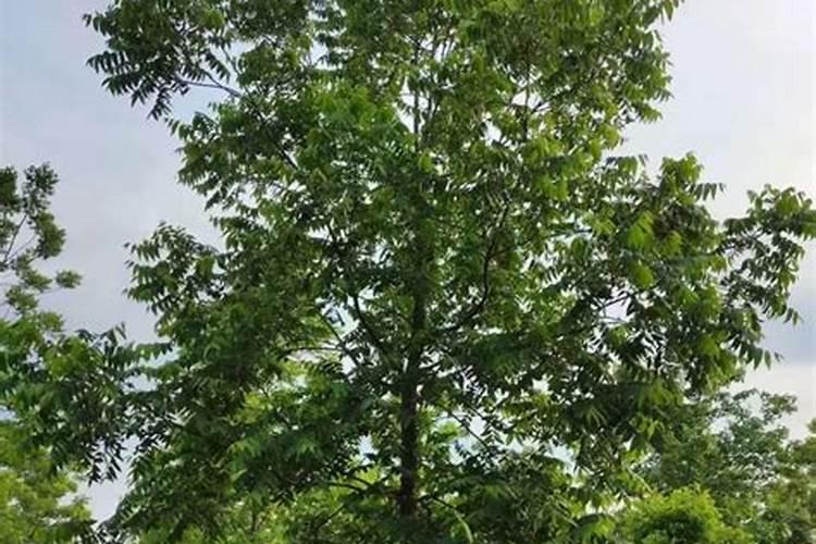 南瓜藤长多长掐尖