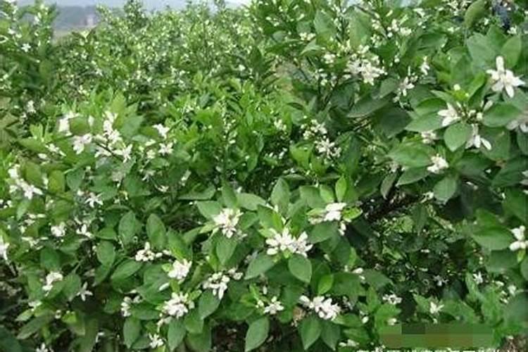 自家种植草莓应该用什么肥料,什么时候施肥好