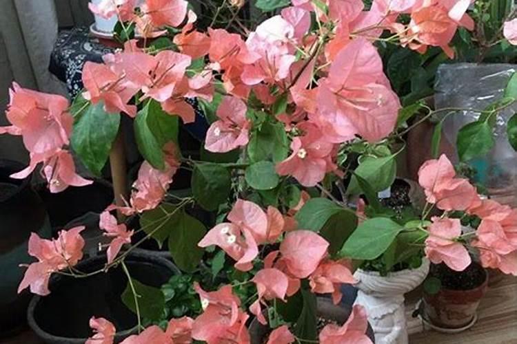 如何让茶花开花更鲜艳如何施肥