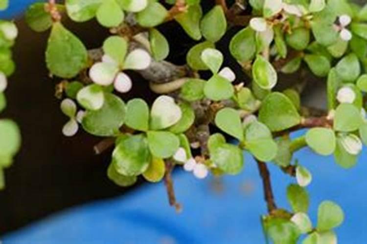 金枝玉叶施什么肥