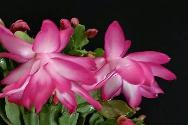 叶绿素控旺使用方法 如何喷施