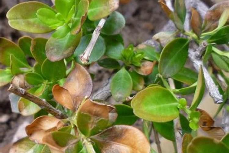 黄杨树苗黄叶怎么回事