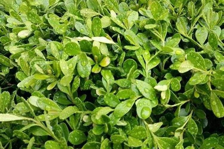 小叶黄杨叶子发黄怎么救