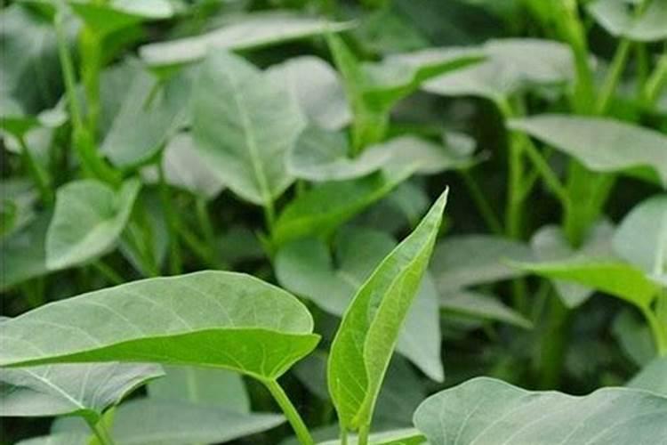 种空心菜用什么肥料好