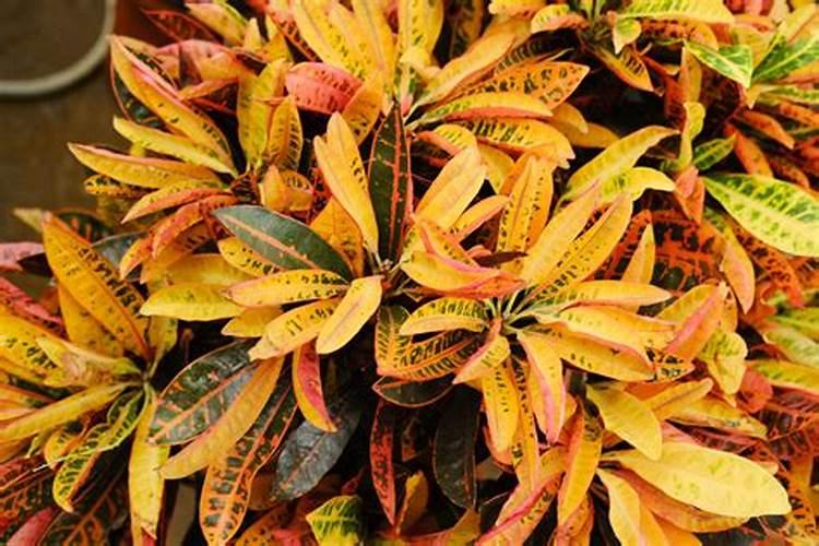 变叶木栽培养护