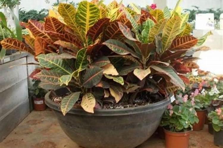 变叶木的养殖方法和注意事项