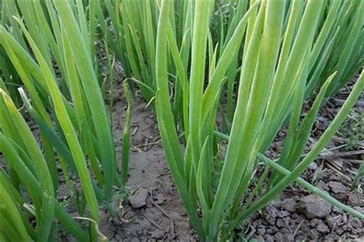 荸荠的适宜人群