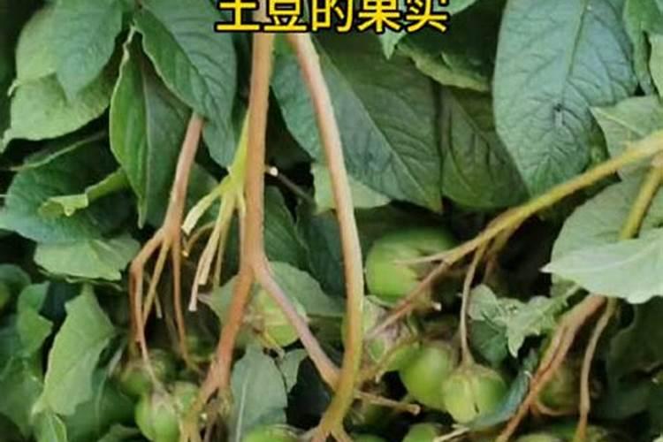 种土豆用什么复合肥最好