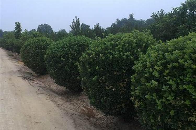 黄杨用什么肥料好