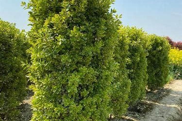 黄杨施什么肥长得快 施肥注意事项有哪些